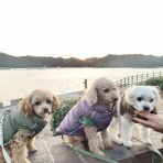 元保護犬 マルチーズとトイプードルの記録♪