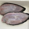 珍しい魚
