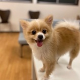 『【犬】こうめちゃん 家族が決まりました』の画像