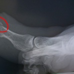 ガイサンの遊びだス！