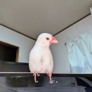 今日の文鳥