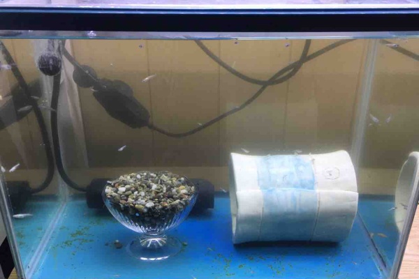 めだかライフ めだか水槽立ち上げ