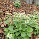 葉ワサビで初ガツオ　、ヤマノイモ、トウキビ