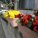 医師よりわかりやすい。