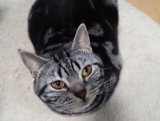 実物のﾈｺﾁｬﾝたちセカンド169