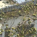 　　庭の柿の歴史と現状