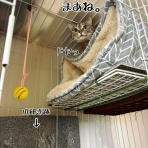 猫とお酒と日々のこと