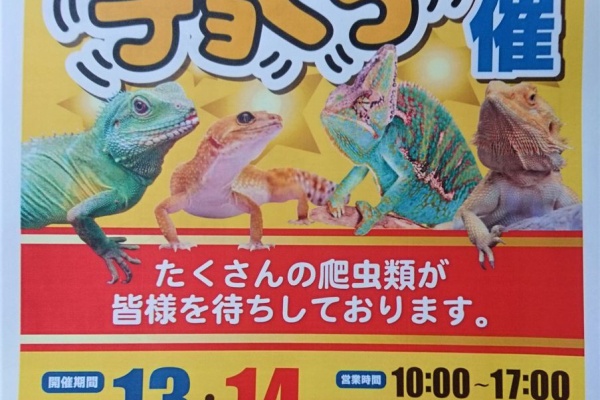爬虫類倶楽部ファームブログ ジャンボエンチョー