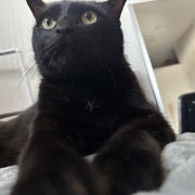 【猫写真】娘が撮った猫たちの写真