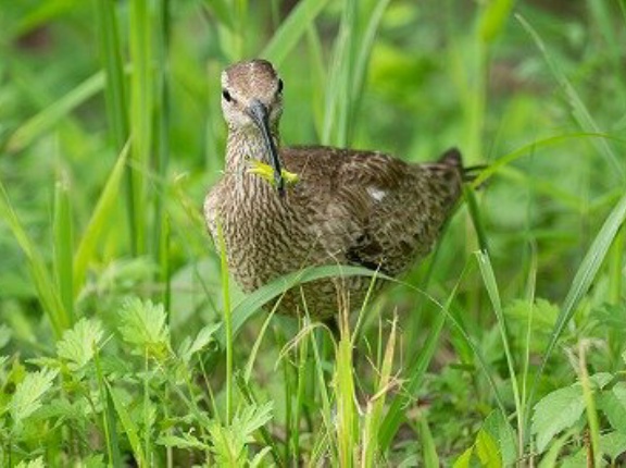 2026年9月3日の野鳥公園