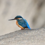 太宰府発 気まま撮り