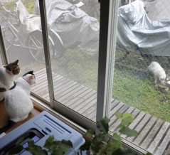 やさしいねこ ７