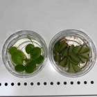 『2月26日(土) 水草入荷情報』の画像