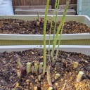 ����Ǥ⥸�㥬����β�ϴְ������ʤ��饹��������Ĺ������ޤ���(^_^)�� ���󡡽��ƿ�����������Ĺ���ڤ��ߤǤ�!(^^)!