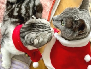 21匹の中で一番大変だった猫は誰？