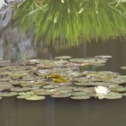 『初夏ともなれば２　海蔵寺』の画像