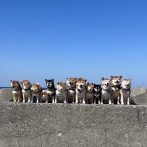 【画像】シバイヌ「柴犬オフ会楽しすぎるワンね」