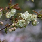 楽のデジカメ散歩
