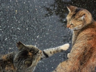 ママ友「あなたって喘息持ちだよね？それに妊婦だもんね。新型インフルの予防接種の優先権利がダブルであるんだね。いいなぁ。どっちかの権利私に譲って♪」