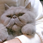 ”猫おでん”あり〼。