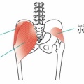 股関節を安定させるカギは「小臀筋」 〜 大事なインナーマッスル