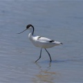 【探鳥記】大久保農耕地に現れた珍鳥！ソリハシセイタカシギとの出会い
