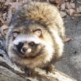 【リアル動物】色々なタヌキを見てみようなのだ