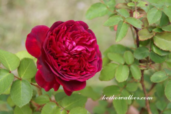 William Shakespeare バラですが Keiko Walker S Enchanted Style