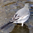 『11月21日の鳥さん　春木川(国分川)で野鳥の観察･撮影』の画像