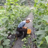 『いわき農園　🥒農作業体験の募集🍅』の画像