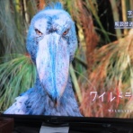 好きに生きるわがまま爺さん