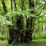 『カツラの木：森の神様』の画像