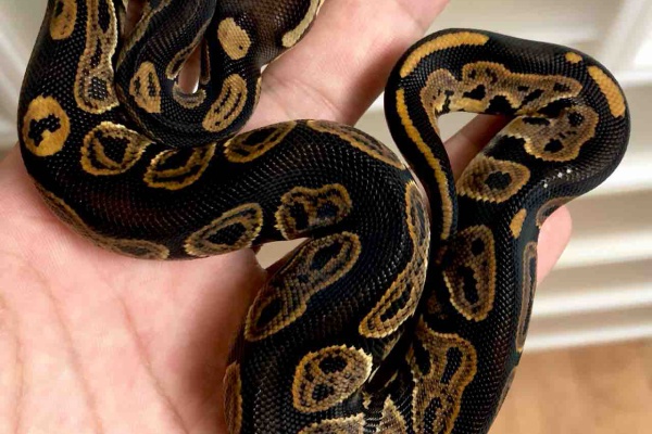 06 Shockwave 18年10月