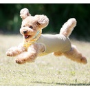 5-25-1　小倉　そらくん　2歳　南あわじドッグラン・飛行犬撮影所にて