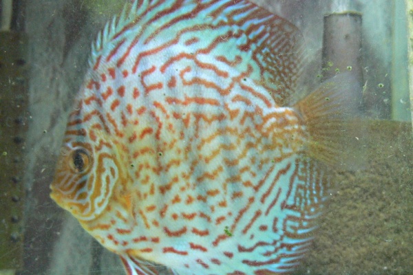 Nnjapan 魚飼育