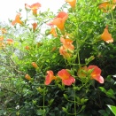 ノウゼンカズラ　開花