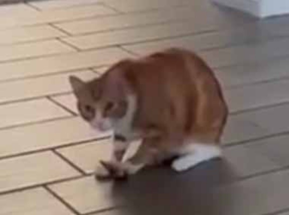ネコに雑巾はいらない。床の拭き掃除はこうするんだ！ → 器用な猫はこうします…