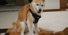 斜めって…