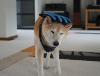 ブラッシング♪