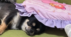 不貞腐れた犬が面白い…【チワワのにこまる】