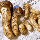 『久し振りの松茸＆娘婿からの土産』の画像