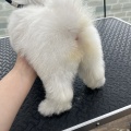 トリミングブログ