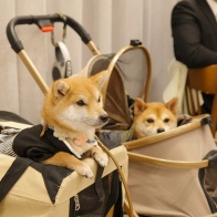 かわいい結婚式