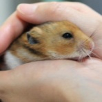 PHOTOハムスター