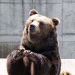 「マジかよ? ヒグマ走ってる！」 12月の北海道を猛ダッシュｗｗｗ