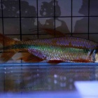 『足立店直輸入コンゴ便Part②』の画像