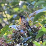 ヒロちゃんの花と鳥日記