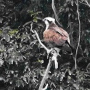 飛び出し  ミサゴ（鶚）。ハシビロガモ。ヨシガモ。