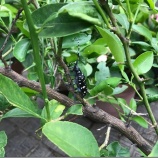 『終日(ひねもす)のたり のたりかな』の画像