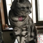 ☆クルミ＆モモ☆猫日記☆